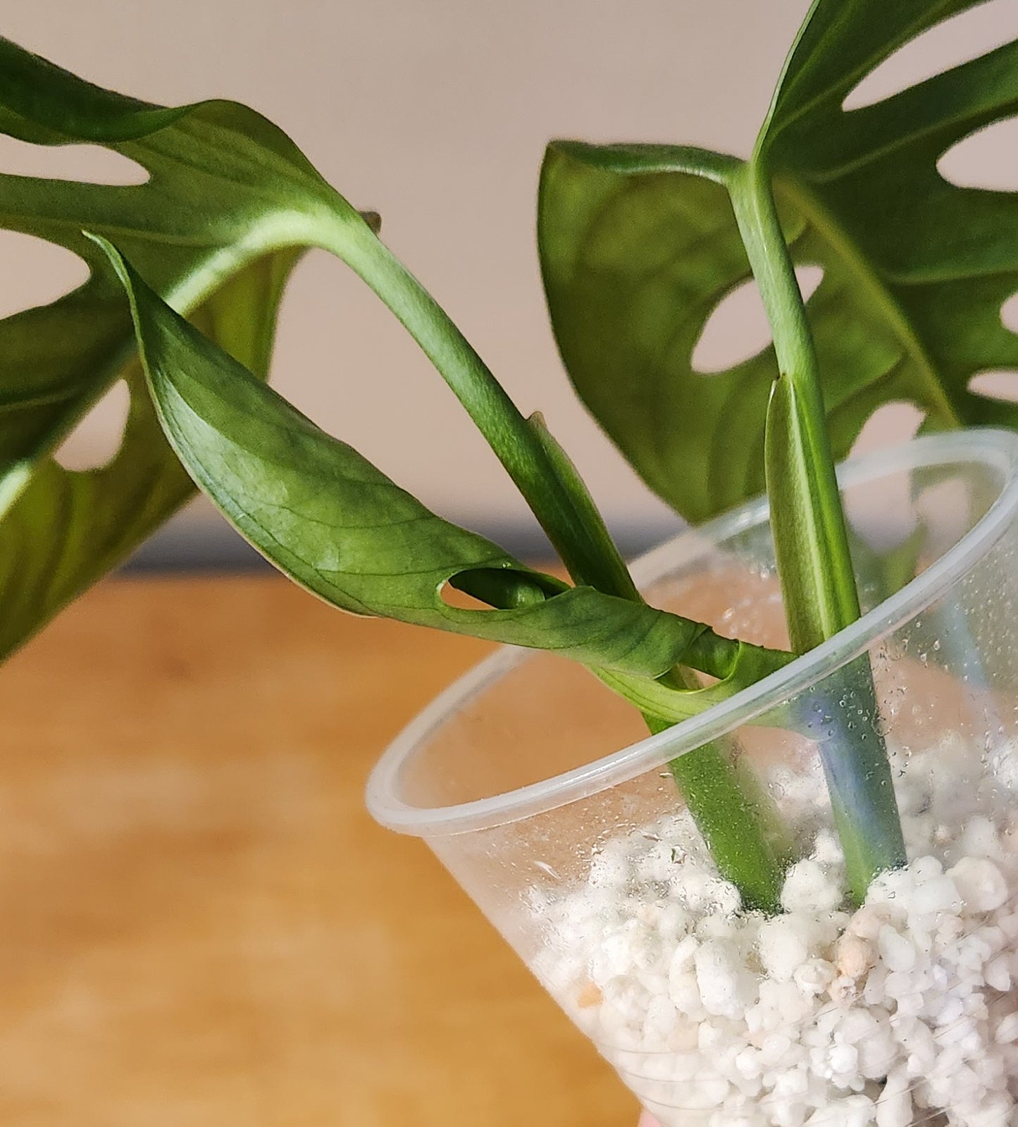 Monstera Adansonii