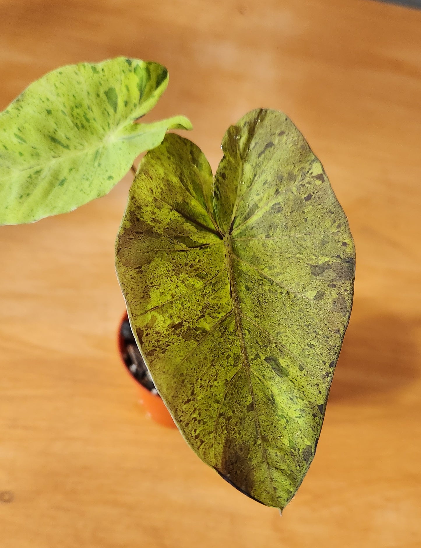 Colocasia Mojito