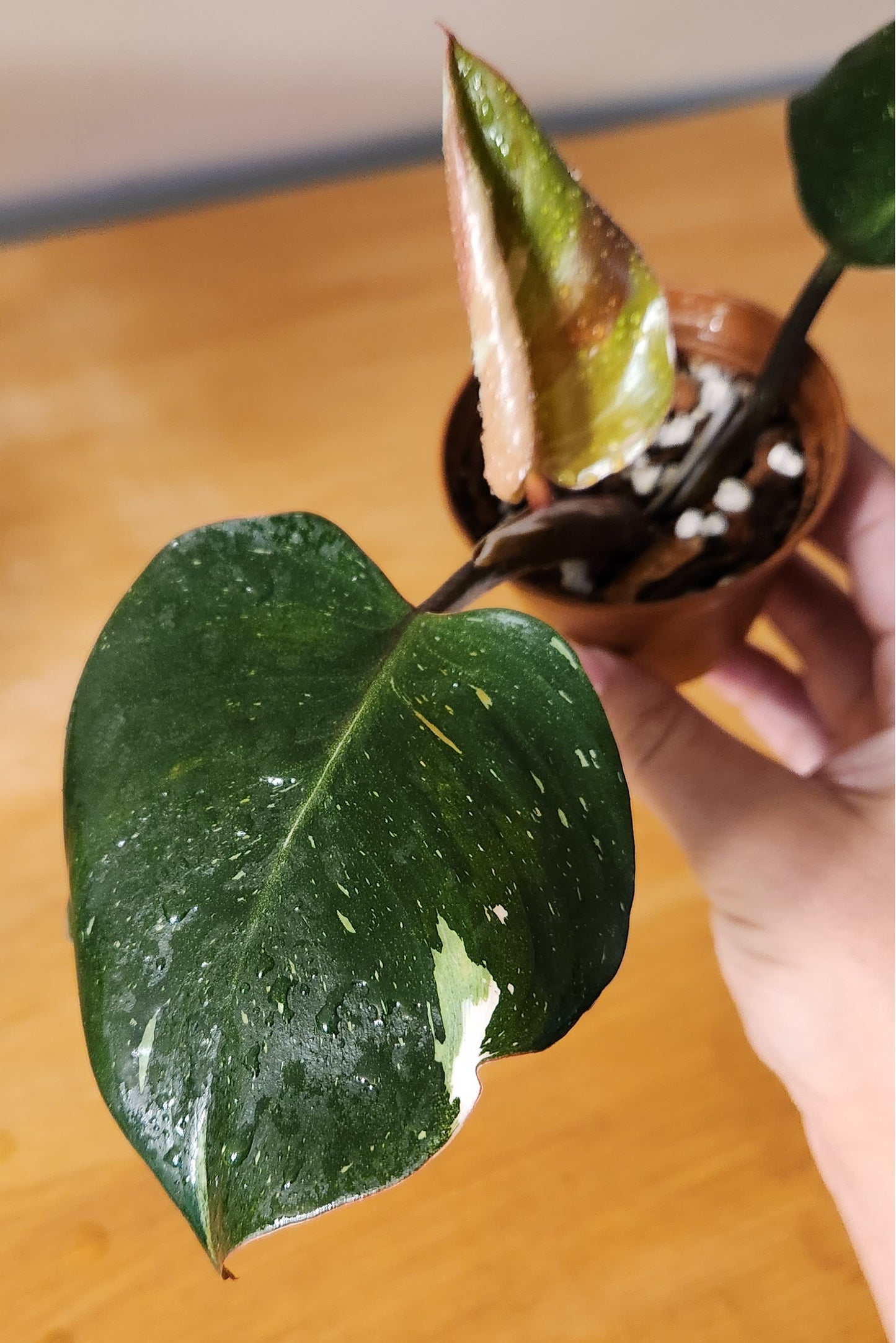 Philodendron White Knight