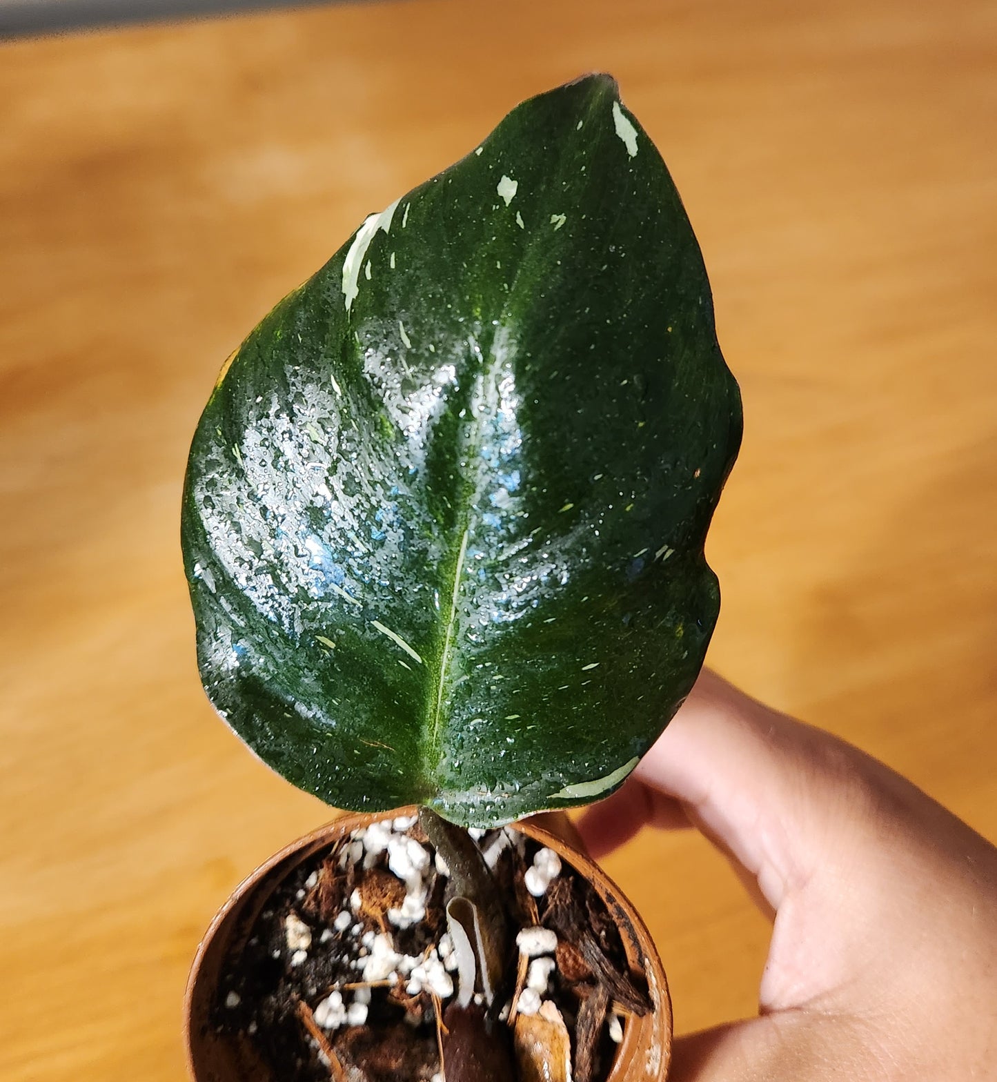 Philodendron White Knight