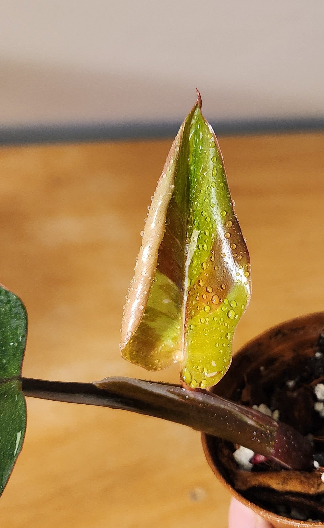 Philodendron White Knight