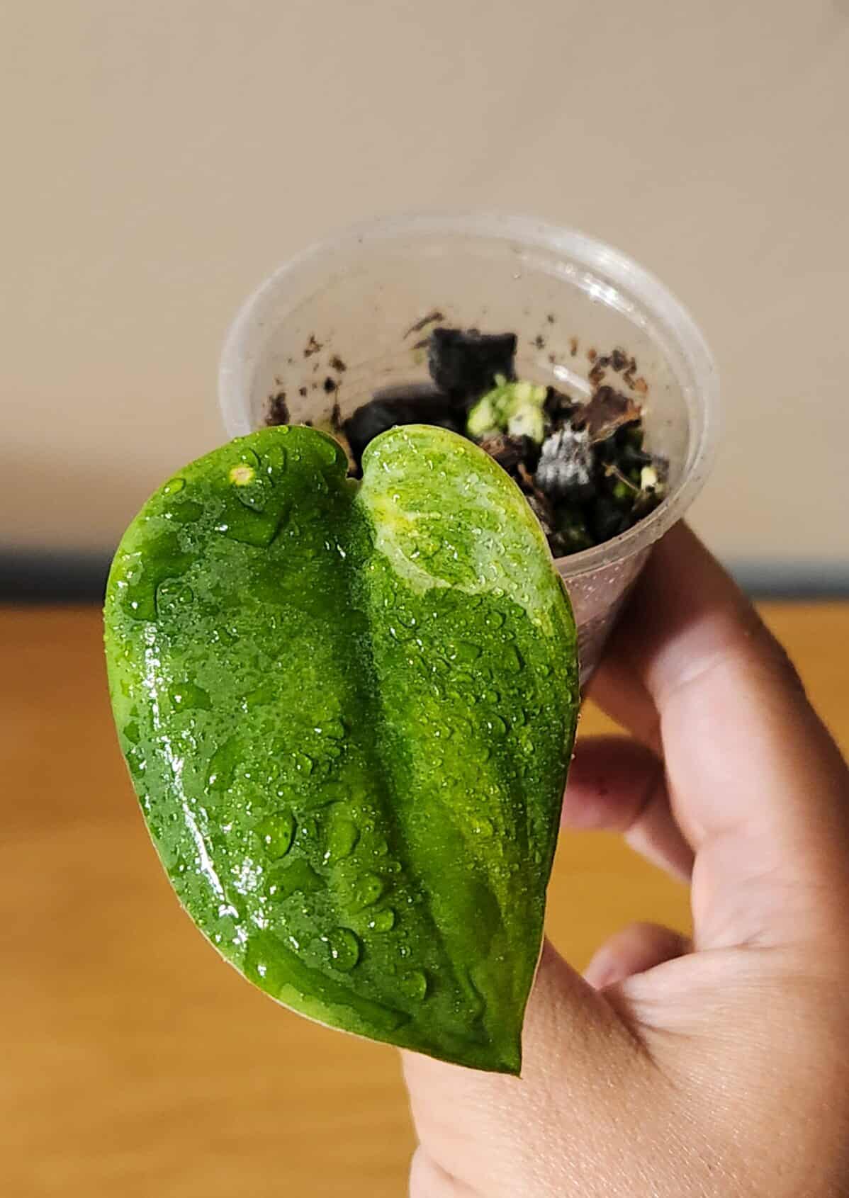 Scindapsus Jade Satin Mint