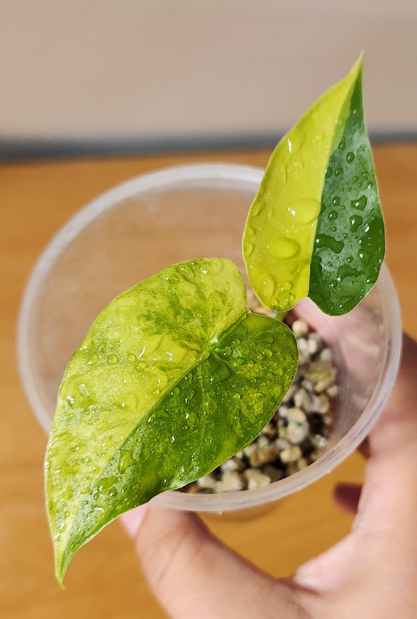 Alocasia Gigantea Aurea