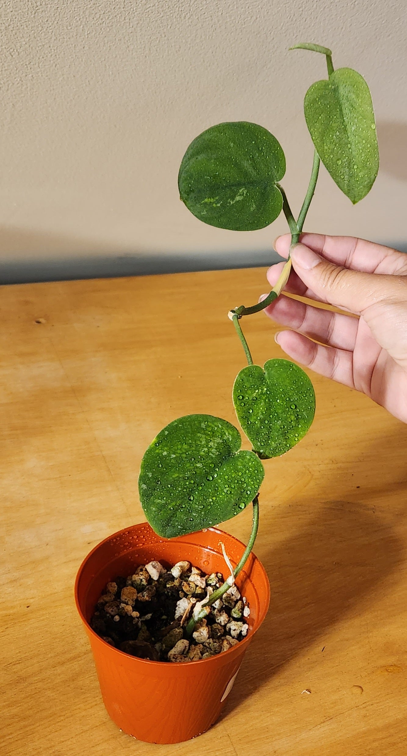 Scindapsus Mangurai