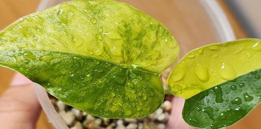 Différences entre l'Alocasia Gageana et l'Alocasia Gigantea