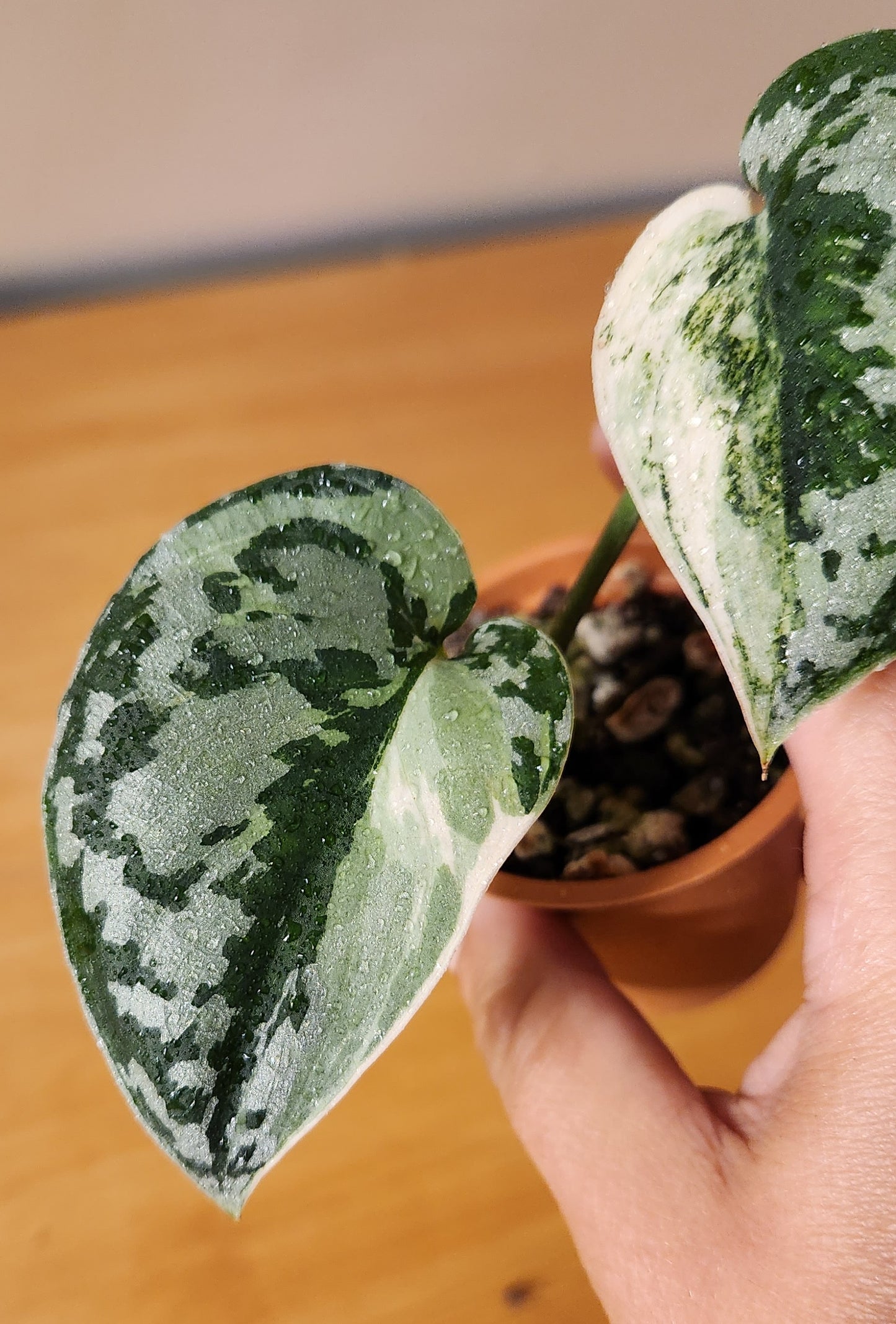 Scindapsus Mayari