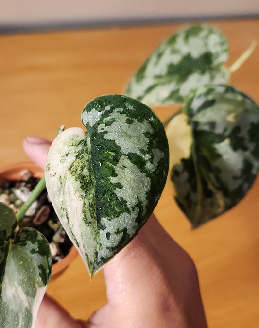 Scindapsus Mayari