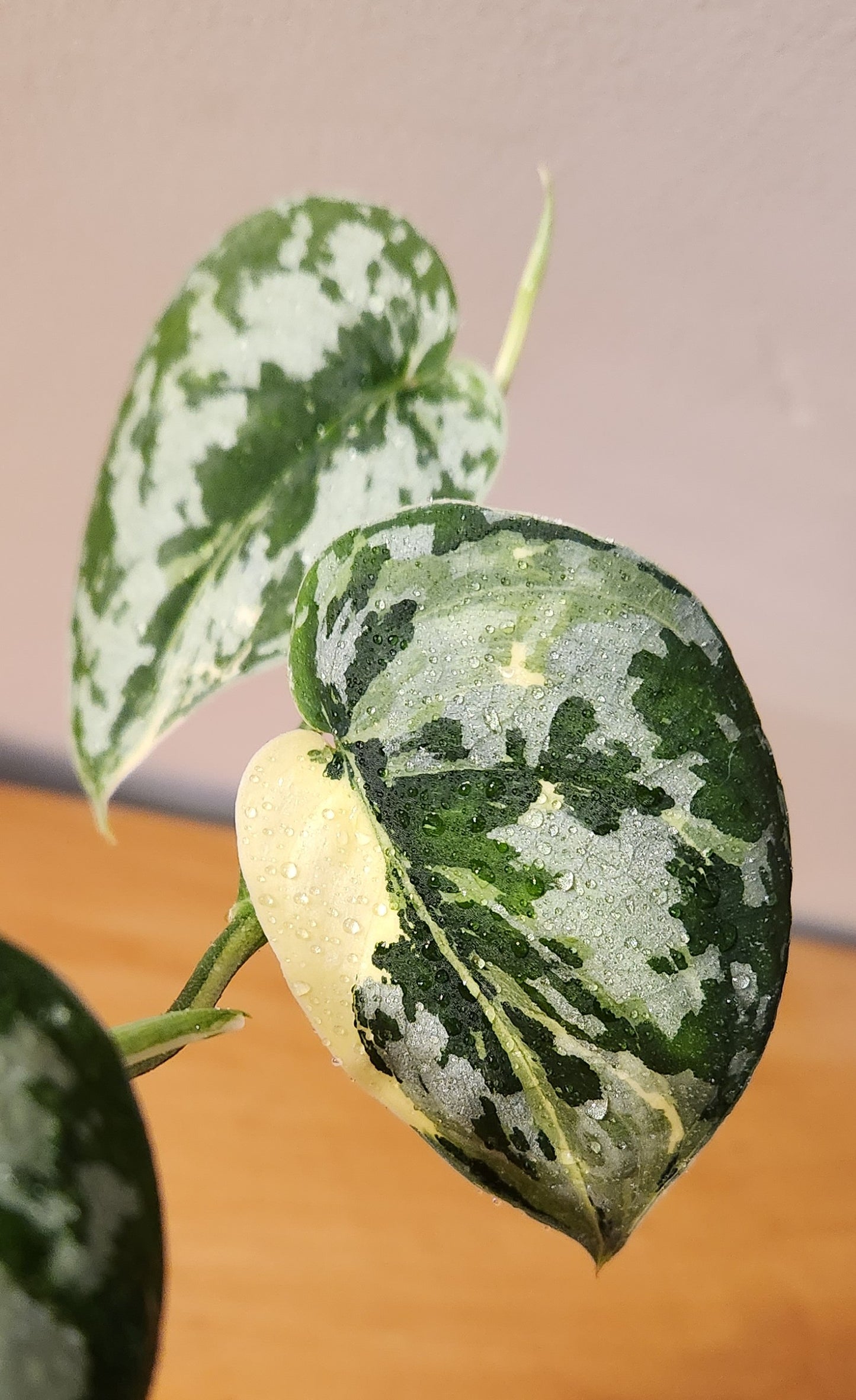 Scindapsus Mayari