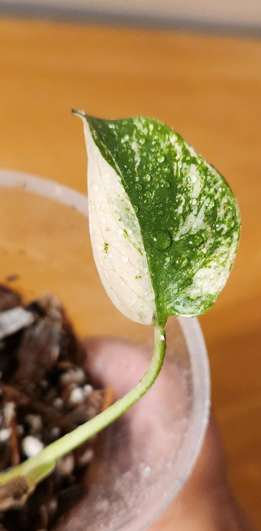 Monstera Mint