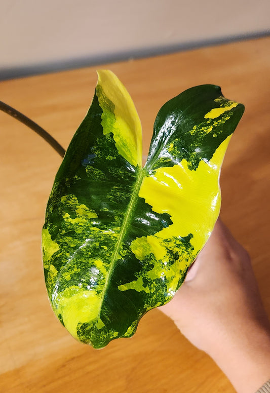 Philodendron Burle Marx Variegated