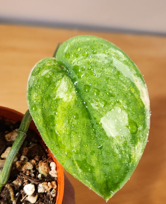 Scindapsus Jade Satin Variegata