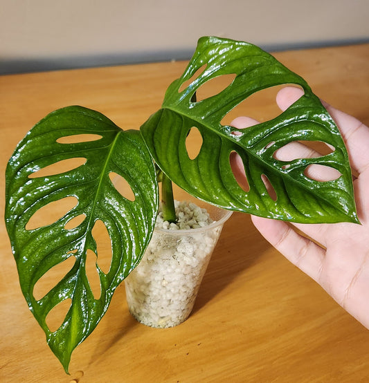 Monstera Adansonii