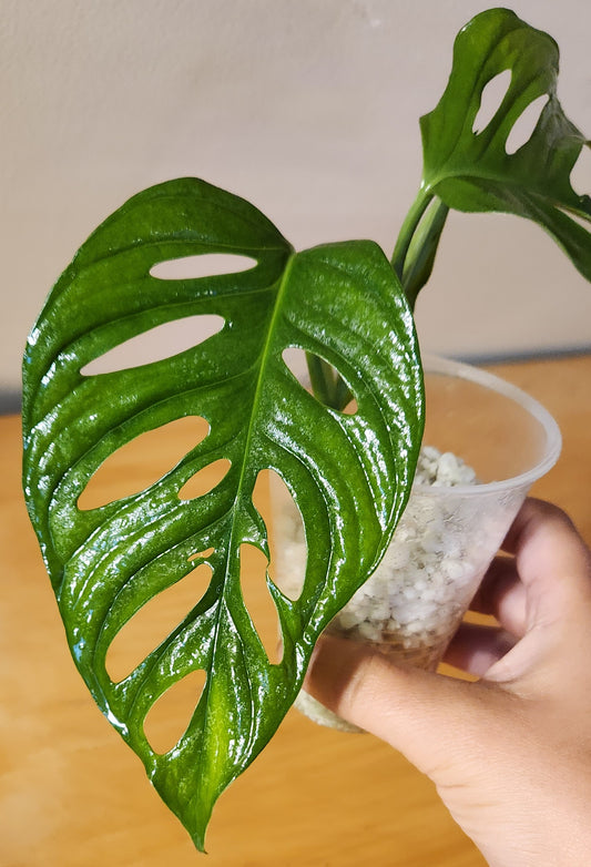 Monstera Adansonii