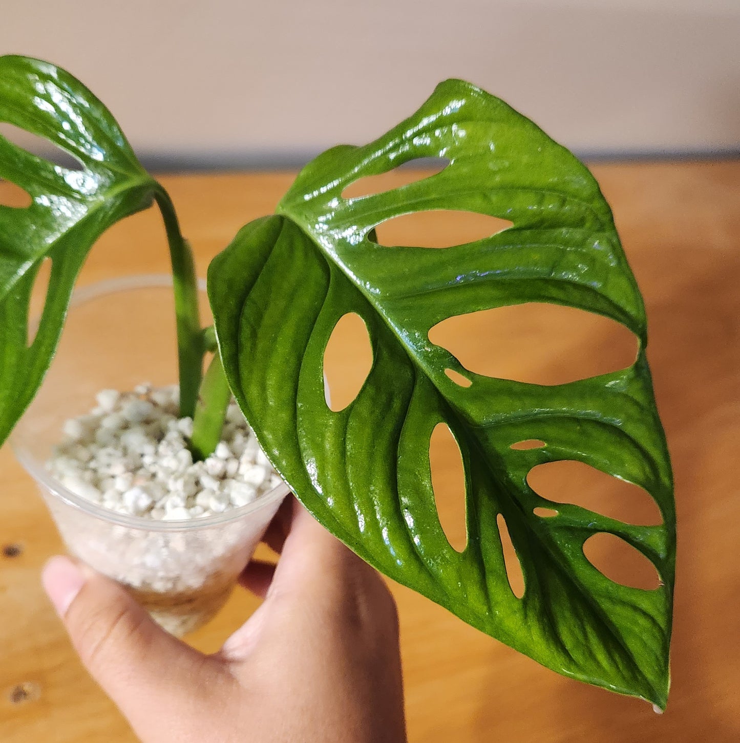 Monstera Adansonii