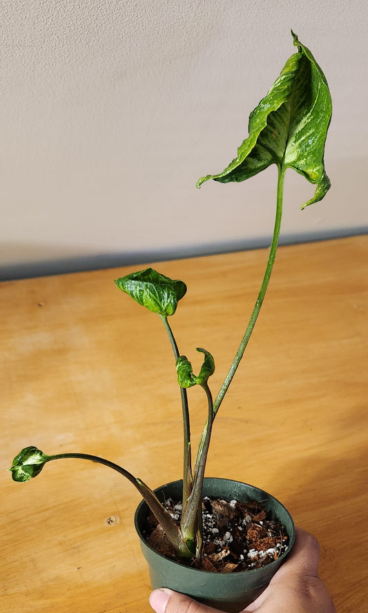 Syngonium Godzilla