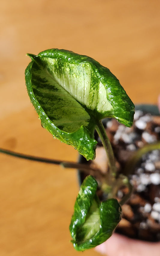 Syngonium Godzilla