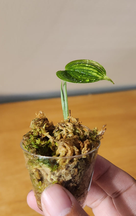Scindapsus White Monster