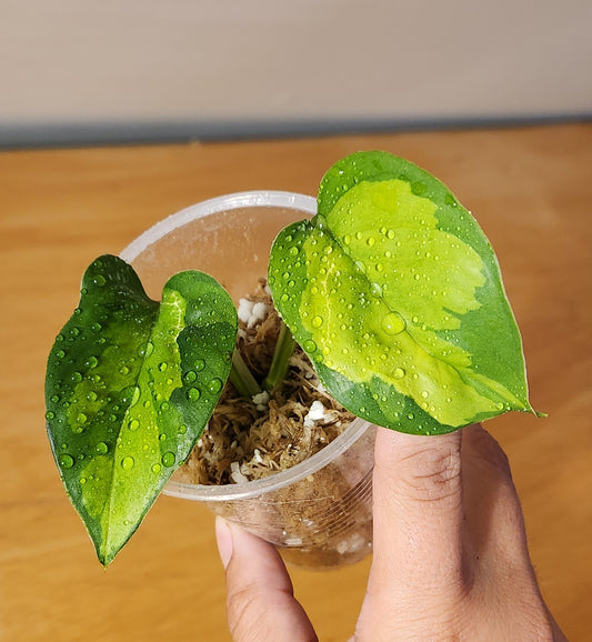 Epipremnum Global Green