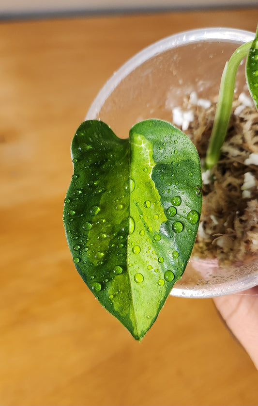 Epipremnum Global Green