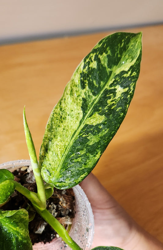 Philodendron Jose Buono