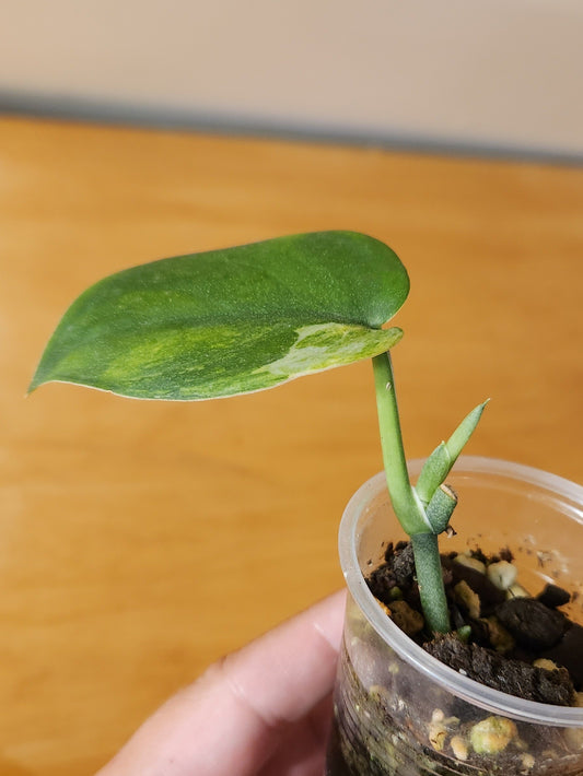 Scindapsus Jade Satin Mint