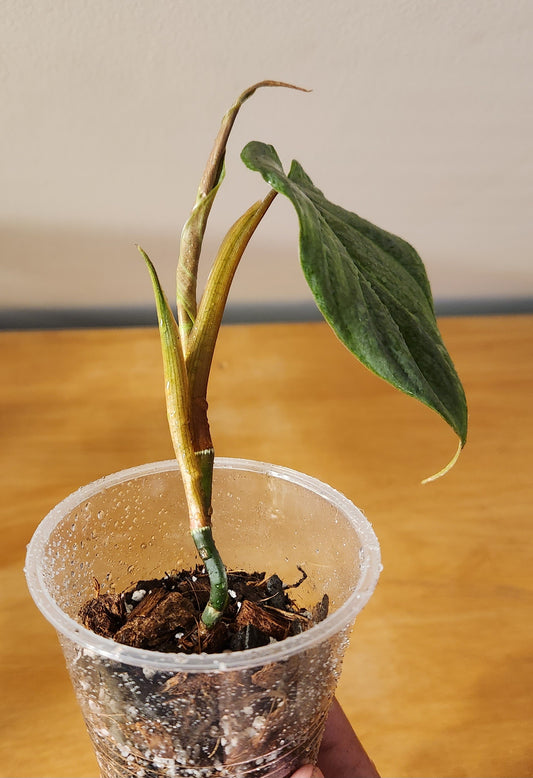 Philodendron Majestic