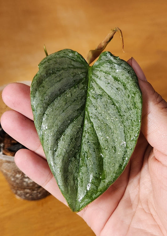 Philodendron Majestic