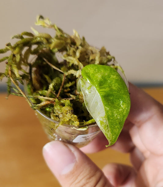 Alocasia Macrorrhiza Camouflage