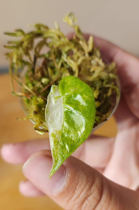 Alocasia Macrorrhiza Camouflage
