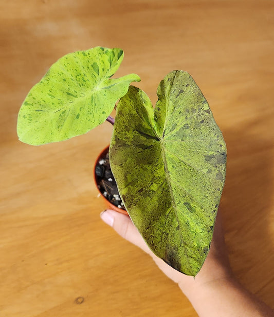 Colocasia Mojito