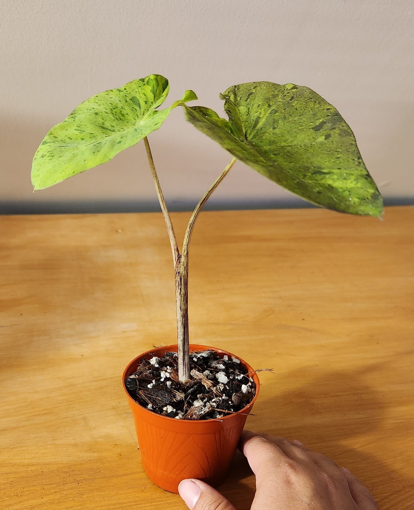 Colocasia Mojito