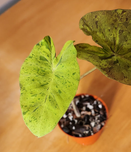 Colocasia Mojito