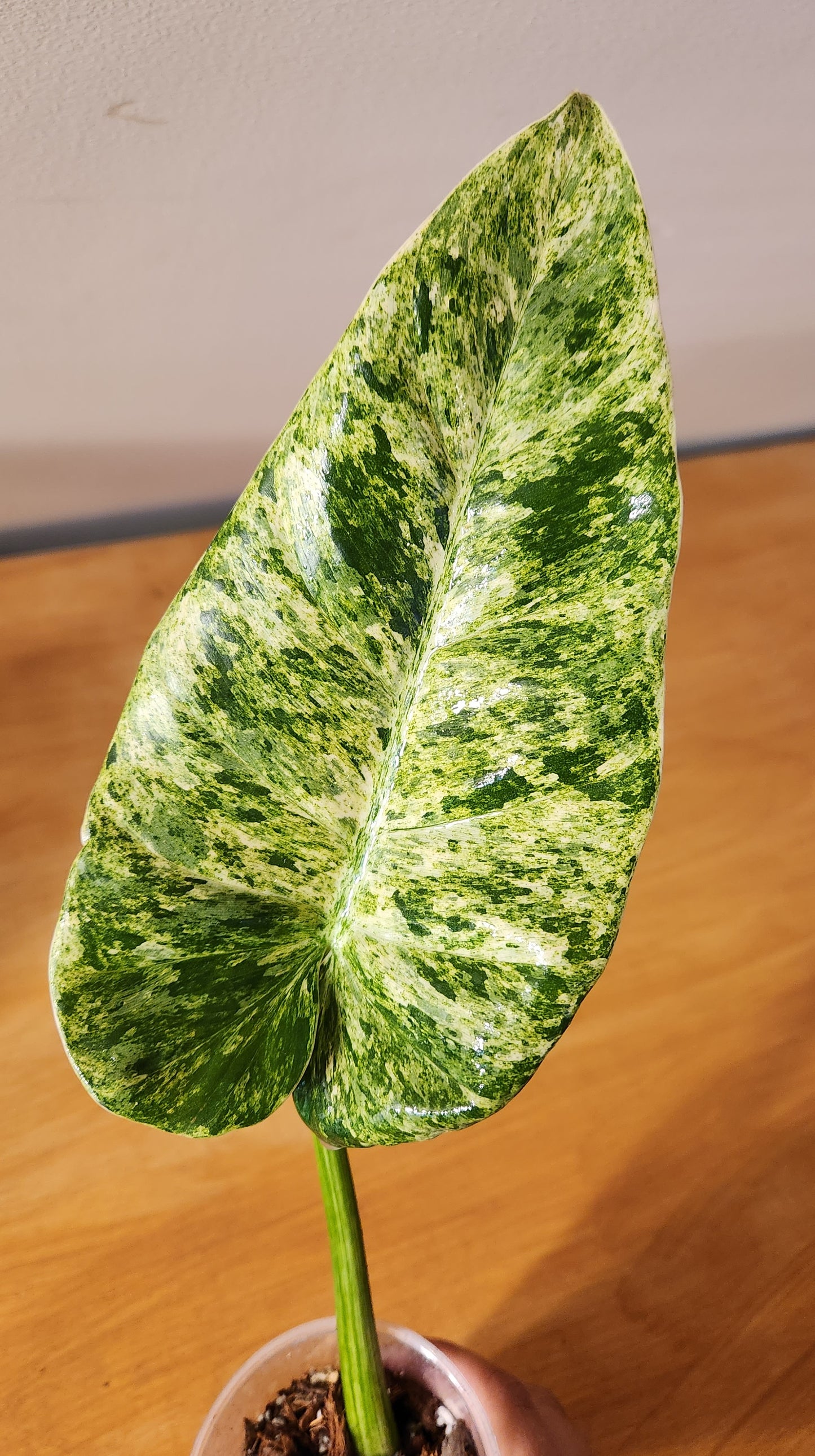 Philodendron Giganteum Variegata