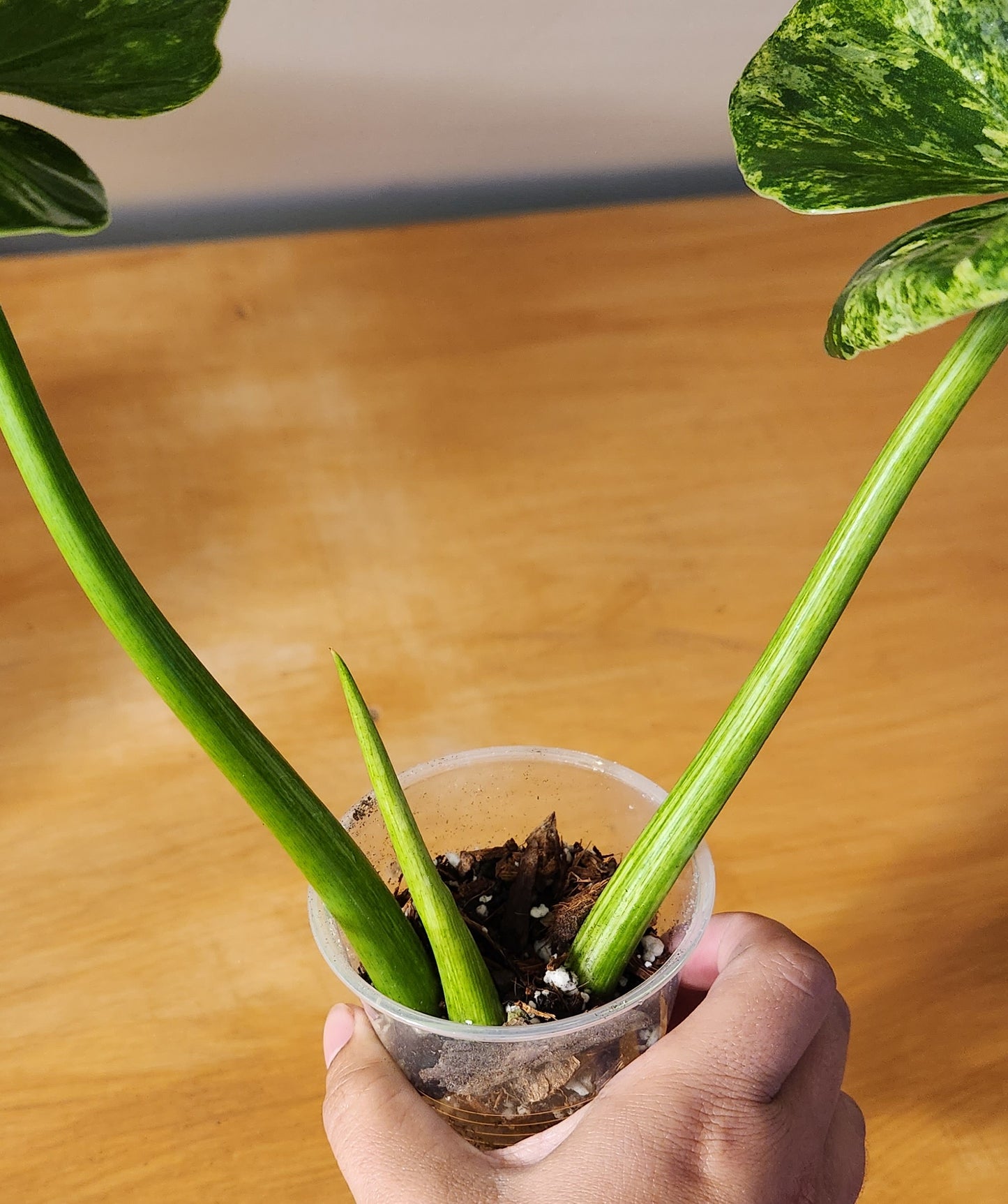 Philodendron Giganteum Variegata