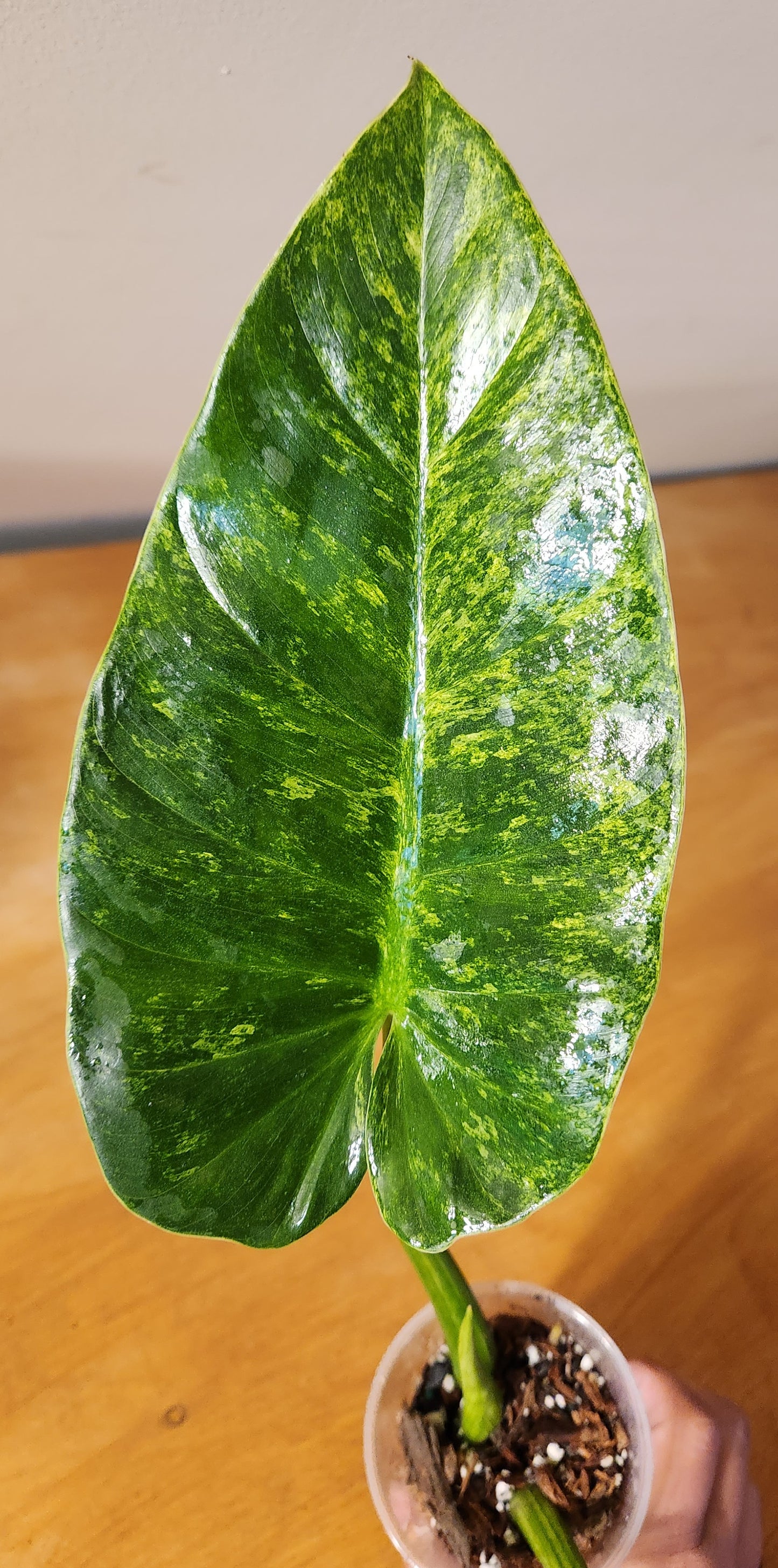 Philodendron Giganteum Variegata