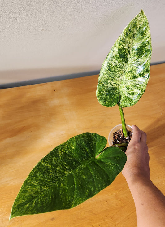 Philodendron Giganteum Variegata