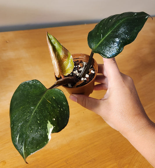Philodendron White Knight