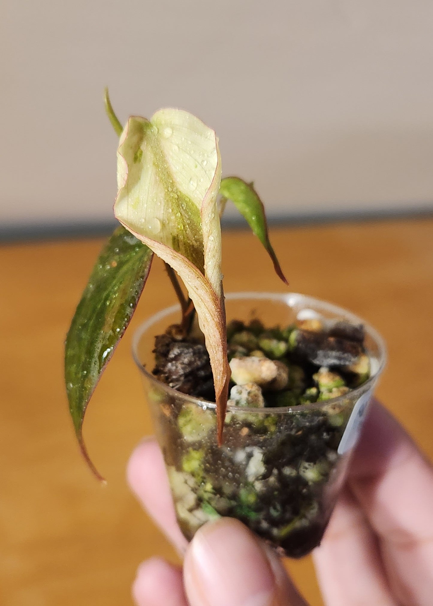 Philodendron Micans Mint