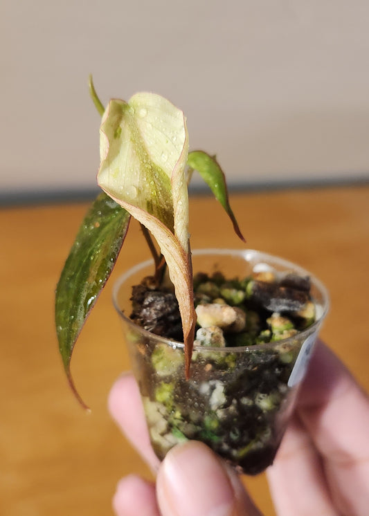 Philodendron Micans Mint