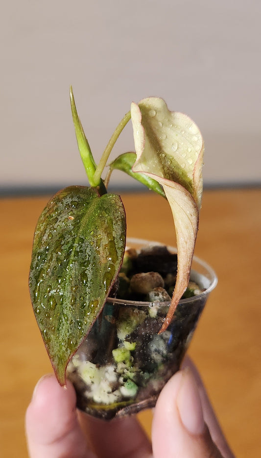 Philodendron Micans Mint