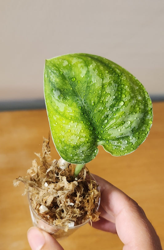 Scindapsus Baticon