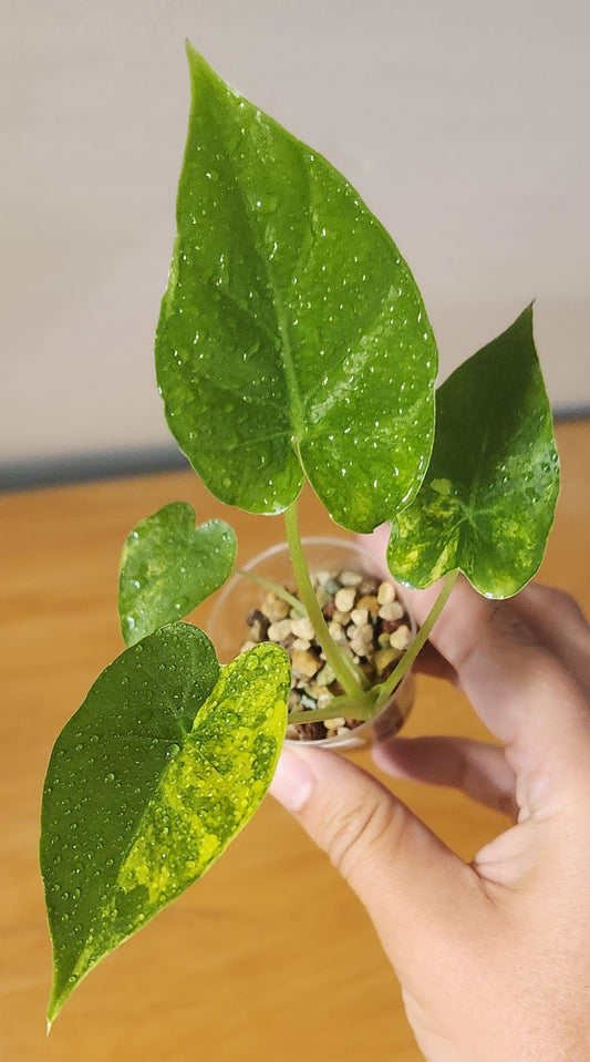 Alocasia Gigantea Aurea