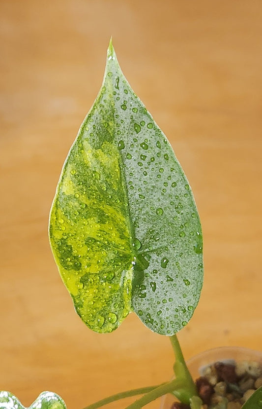 Alocasia Gigantea Aurea