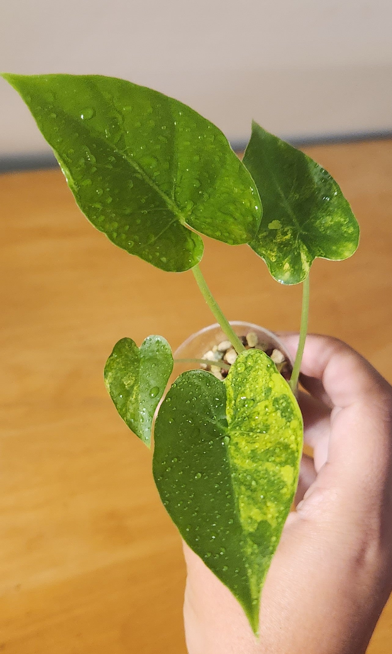 Alocasia Gigantea Aurea