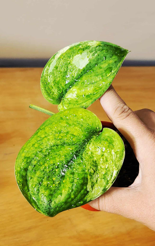 Scindapsus Jade Satin Variegata