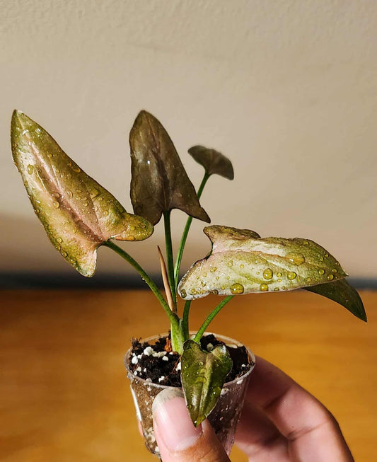 Syngonium Pink Splash