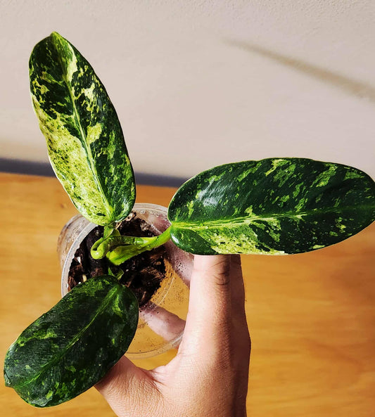 Philodendron Jose Buono