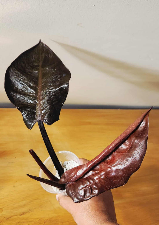 Philodendron Black Cardinal