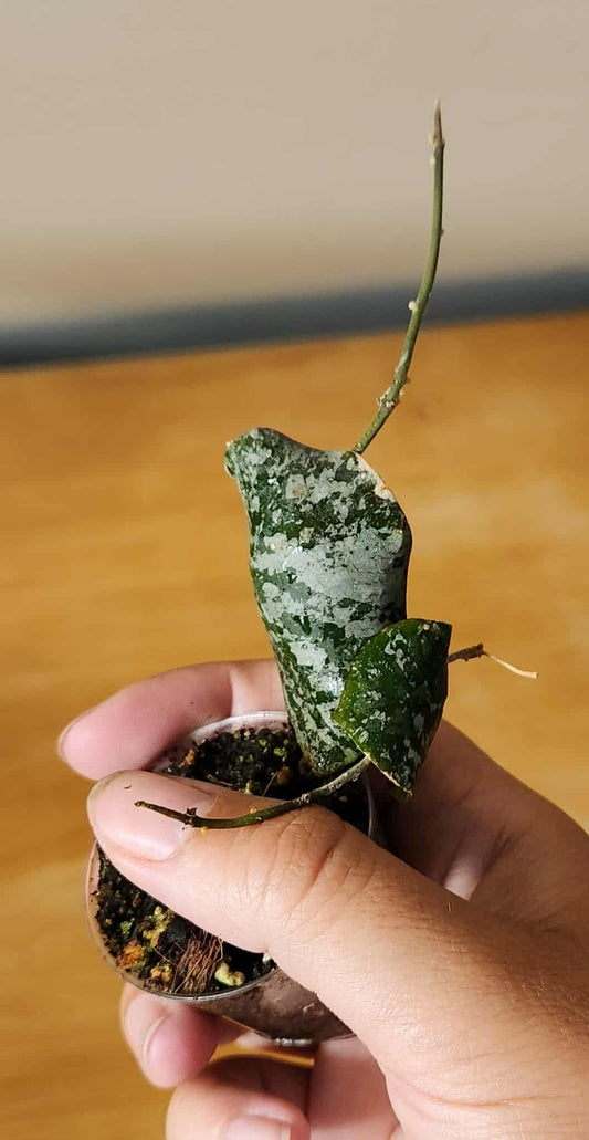Hoya Imbricata