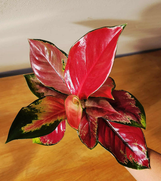 Aglaonema Star King Red